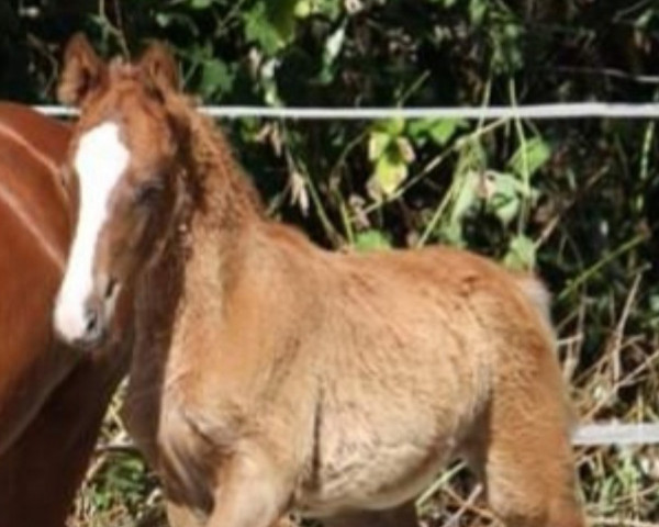 horse Daenerys Sturmtochter (German Riding Pony, 2022, from Donnertraum 2)
