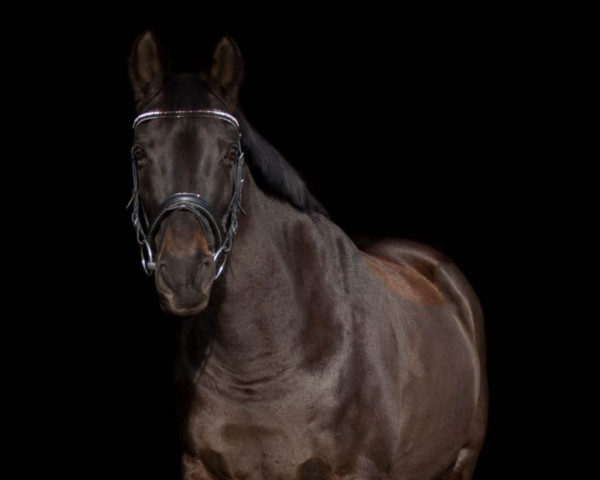 jumper Iris von Harknag (German Sport Horse, 2007, from Fort-Baron AA)