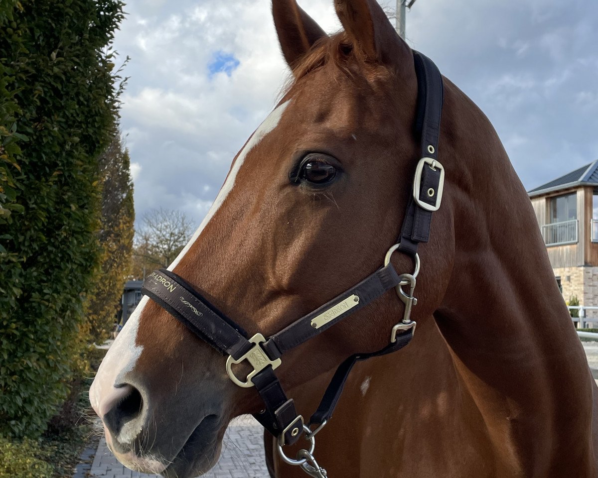 dressage horse Duchessa (Trakehner, 2012, from Cavallieri xx)