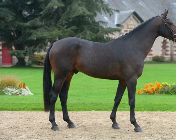horse Cash Cot Chat (Selle Français, 2012, from Nabab de Rêve) horse Cash Cot Chat (Selle Français, 2012, from Nabab de Rêve)