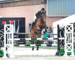 broodmare Lady La Vie (Hanoverian, 2011, from Lordanos)