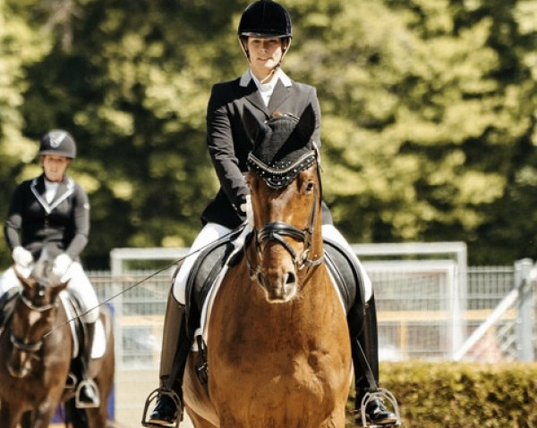dressage horse Dia Bonito (Oldenburg, 2018, from Desperado) dressage horse Dia Bonito (Oldenburg, 2018, from Desperado)
