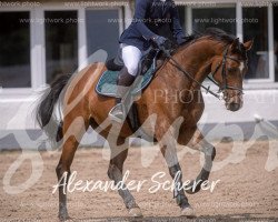 jumper Florijano (Hanoverian, 2015, from Fabriano)