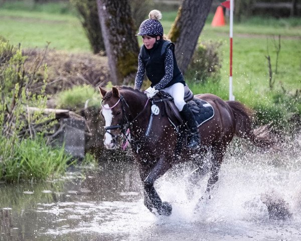 jumper Thistledown Larousse (Welsh-Pony (Section B), 2012, from Thistledown Calon Lan)