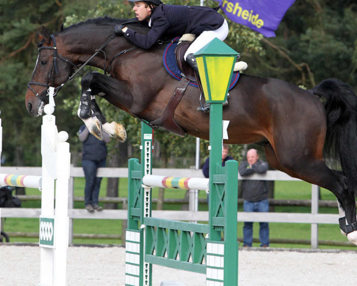 stallion Caleandro (Holsteiner, 2005, from Cassini I)