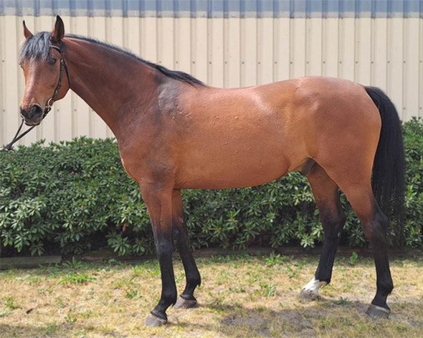 horse Casilaolo FS (German Sport Horse, 2016, from Cassilano)
