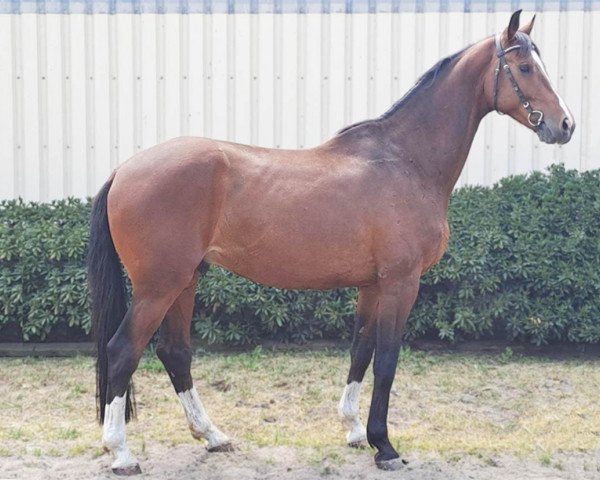 horse Cisallos FS (German Sport Horse, 2017, from Ciacomo) horse Cisallos FS (German Sport Horse, 2017, from Ciacomo)
