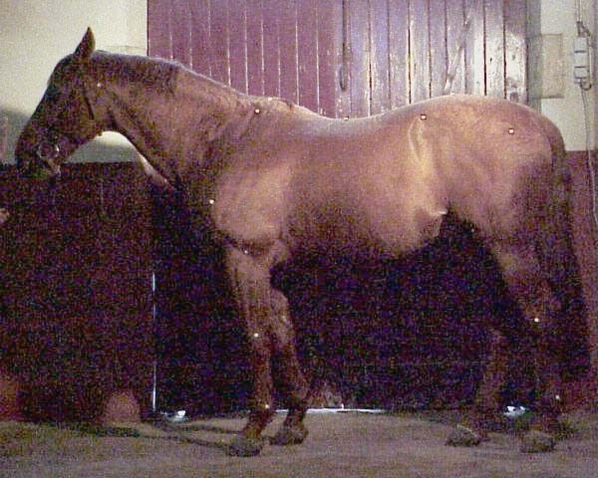 Deckhengst Ariel du Bois (Selle Français, 1988, von Uriel)