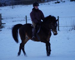dressage horse Divara 4 (German Riding Pony, 2000, from Kaiserwalzer)