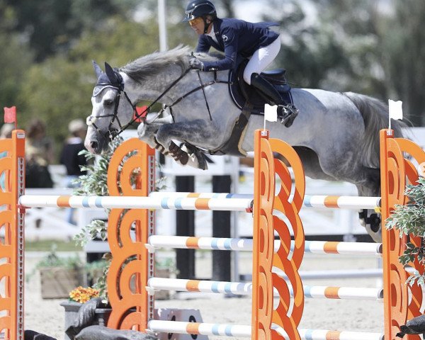 jumper Leon of The Paddocks Z (Zangersheide riding horse, 2011, from Levisto Z)