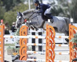 jumper Leon of The Paddocks Z (Zangersheide riding horse, 2011, from Levisto Z)
