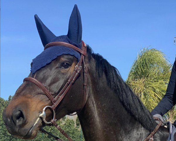 jumper Kdora Night (KWPN (Royal Dutch Sporthorse), 2015, from Carrera VDL)