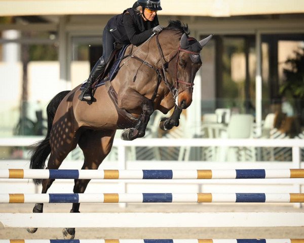 Springpferd Zirkana Adelheid Z (Zangersheide Reitpferd, 2013, von Zandor Z) Springpferd Zirkana Adelheid Z (Zangersheide Reitpferd, 2013, von Zandor Z)