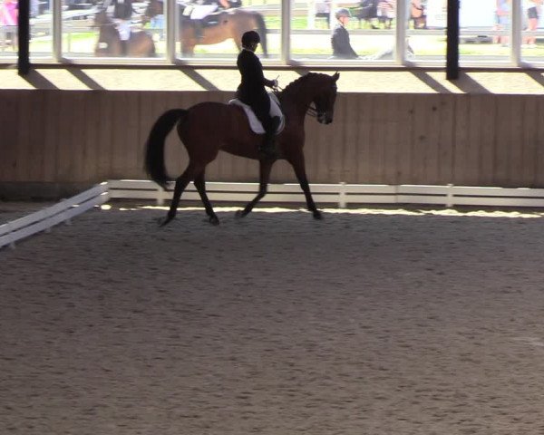 Reitturnier Niebüll 2023