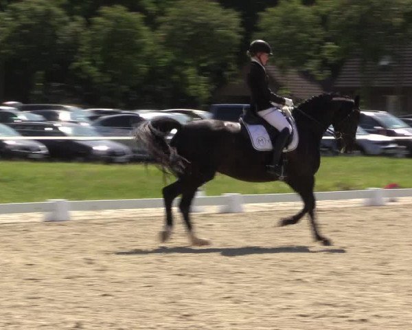 Reitturnier Nienberge Reitanlage Geßmann 2023