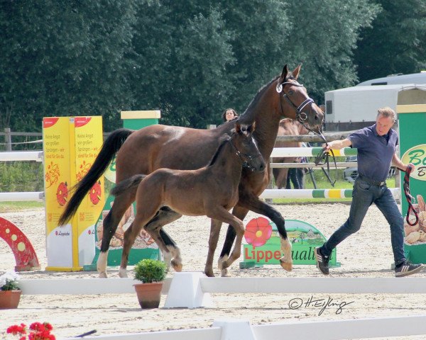 horse Syrus TS (Westphalian, 2021, from Saint Cyr)