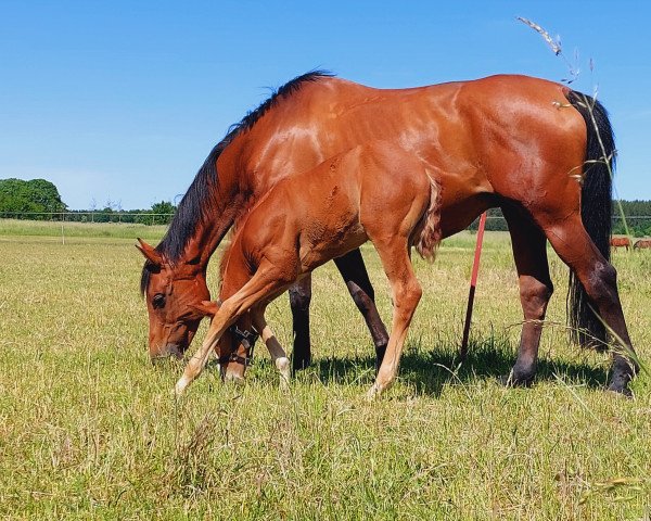 broodmare Sissy Len (German Sport Horse, 2011, from Stalypso)