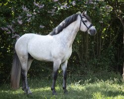 stallion Sternbergs Cappuccino (Connemara Pony, 2019, from Caherlistrane Con)