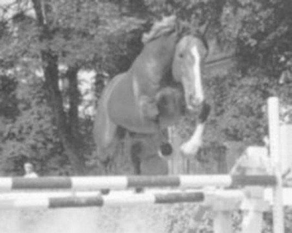 stallion Notion II (Selle Français, 1979, from Quastor)