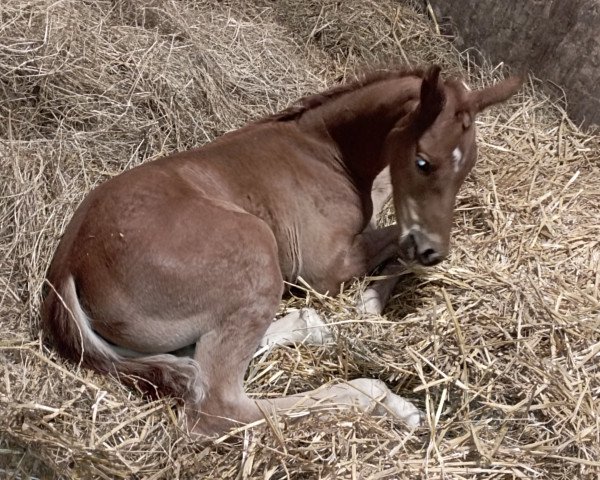 broodmare Donröschen (Mecklenburg, 2023, from Go for Romance PS)
