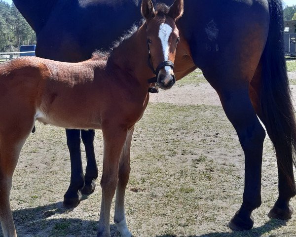 horse Calimero (Mecklenburg, 2023, from Crawley 2)