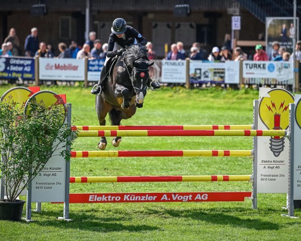 jumper NAPOLEON C (Belgian Warmblood, 2013, from Vigo d'Arsouilles)