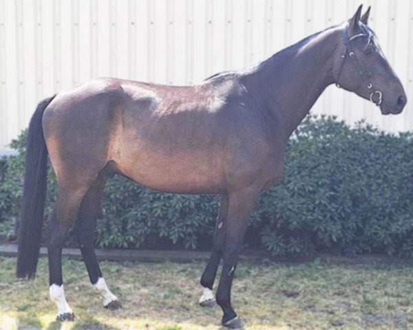 horse Carlingo FS (German Sport Horse, 2017, from Carleyle)