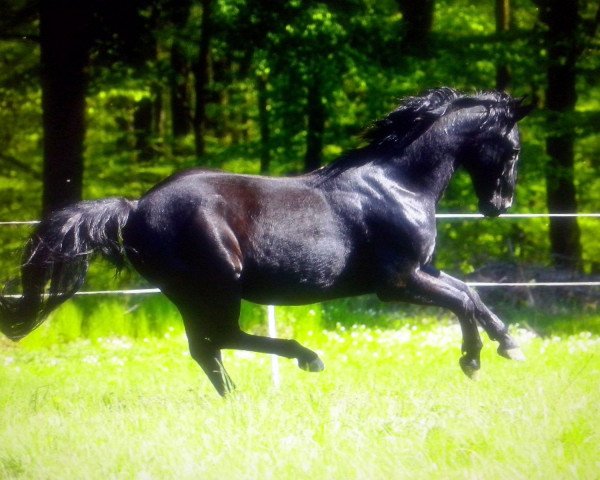 dressage horse Rappino (Oldenburg, 1996, from Rosenzauber)