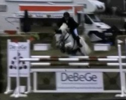 jumper Casteline (Oldenburg show jumper, 2010, from Cellestial)