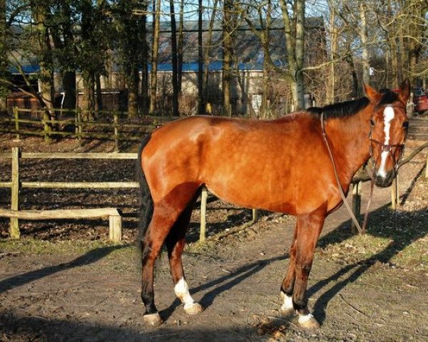 horse Jolie Star du Theil (Selle Français, 1997, from Papillon Rouge)