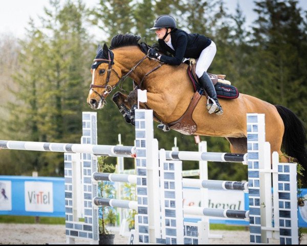 jumper Vivantessa (Oldenburg show jumper, 2015, from Vivant)