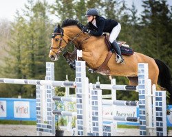 jumper Vivantessa (Oldenburg show jumper, 2015, from Vivant)