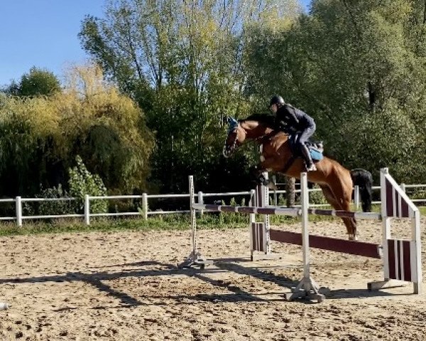 jumper Guitano 21 (Oldenburg show jumper, 2015, from Induparts Guidam Sohn)