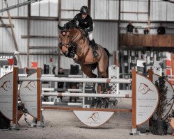 jumper NADAL C (Holsteiner, 2012, from Nabab de Rêve)