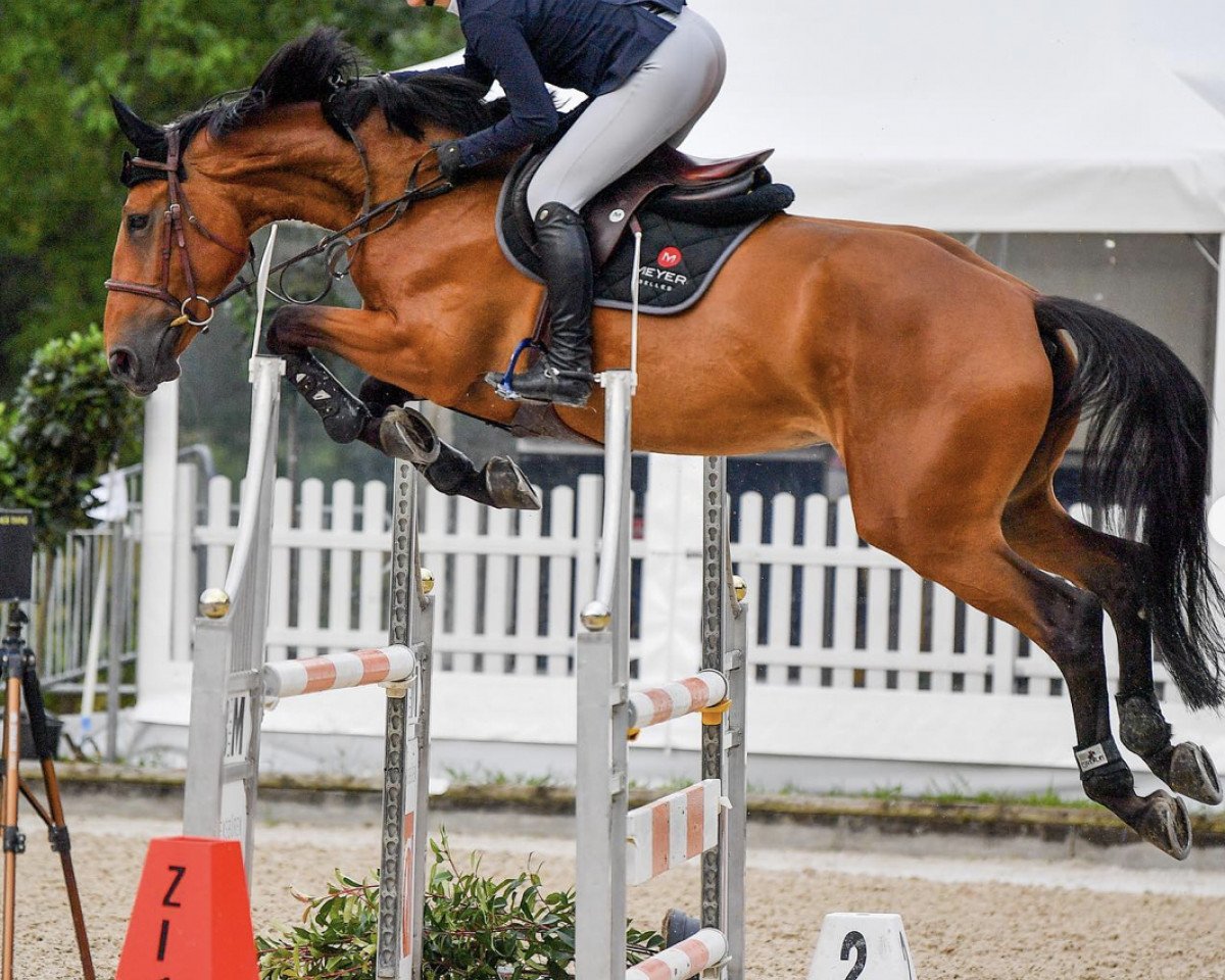 Springpferd Romy van 't Bergske (Belgisches Warmblut, 2017, von Iron Man van de Padenborre)