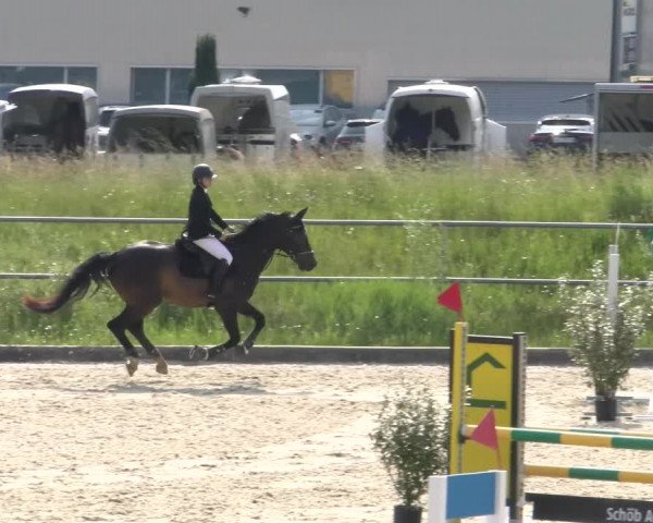 Reitturnier Werdenberg 2023