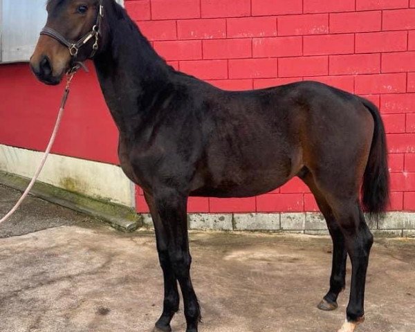 stallion Tabaluga de Colpach (Luxembourg horse, 2022, from Total Diamond PS)