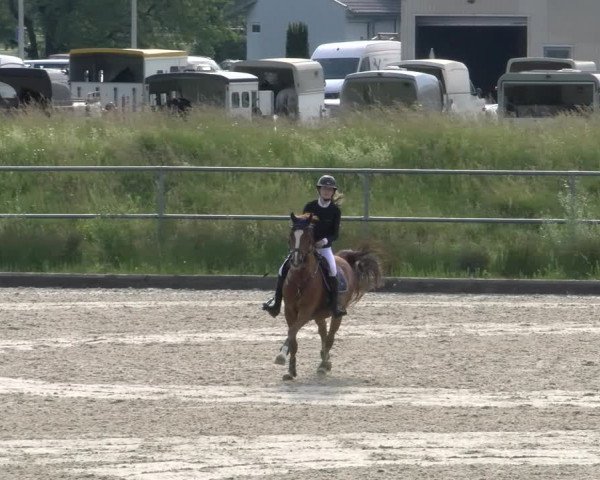 Reitturnier Werdenberg 2023