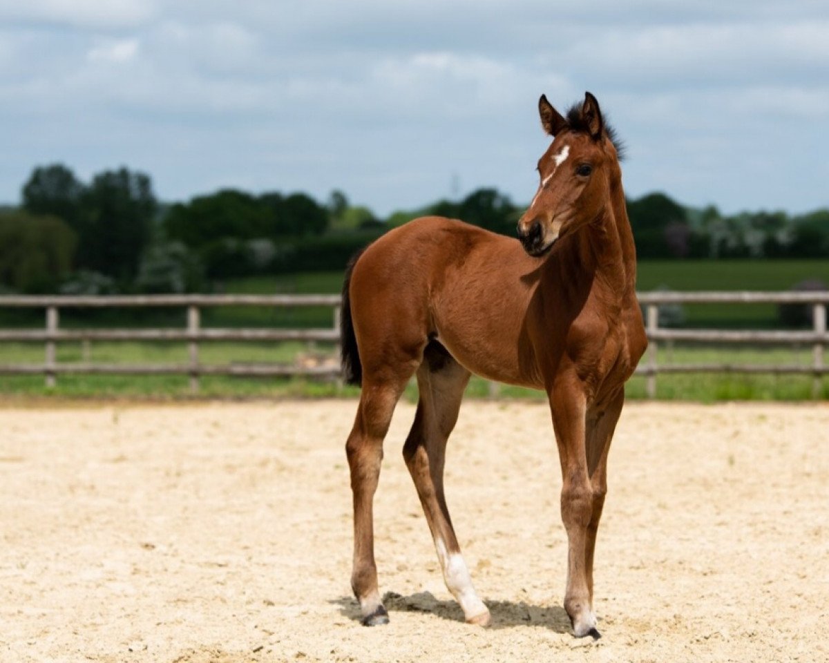 horse Be a Starlet (Hanoverian, 2023, from Callaho's Benicio)