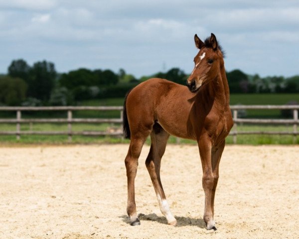 horse Be a Starlet (Hanoverian, 2023, from Callaho's Benicio)