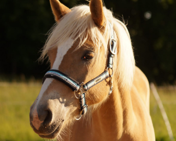 broodmare Maidys Golden Moment (Edelbluthaflinger, 2022, from Sternenblitz)
