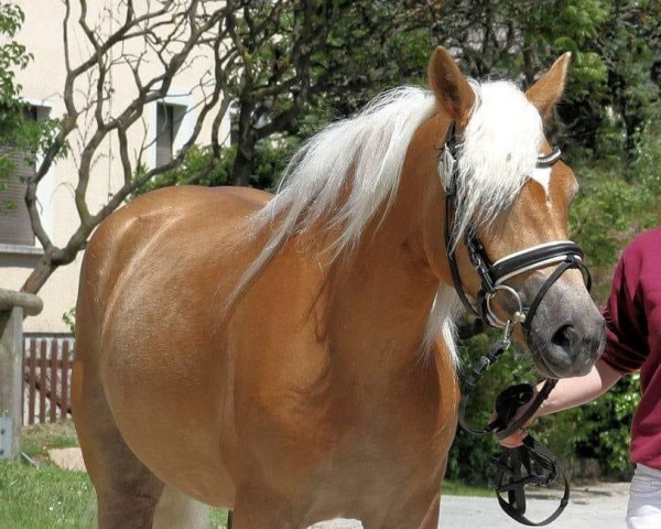 broodmare Maidys Golden Girl B (Edelbluthaflinger, 2016, from Special-Gold (6,25% ox))