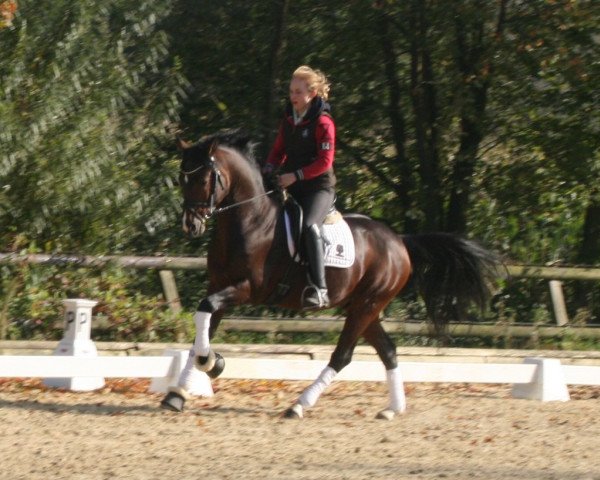 horse FS Cover Boy (German Riding Pony, 2005, from FS Champion de Luxe)