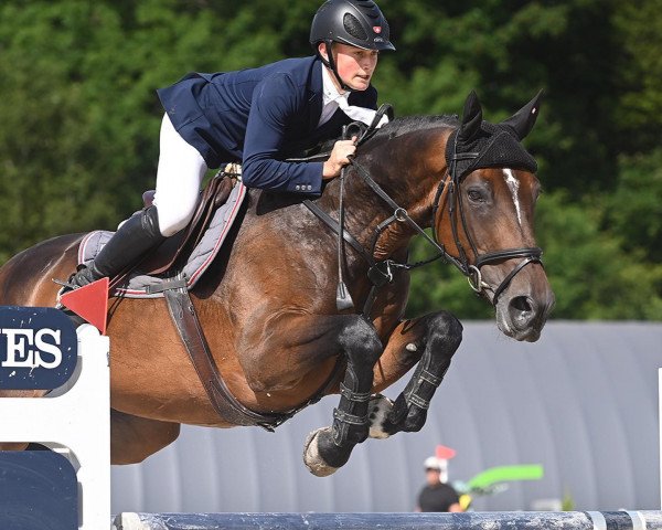 Springpferd Kardina Dwerse Hagen (Belgisches Warmblut, 2010, von Gaillard de La Pomme)