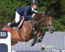 jumper Kardina Dwerse Hagen (Belgian Warmblood, 2010, from Gaillard de La Pomme)