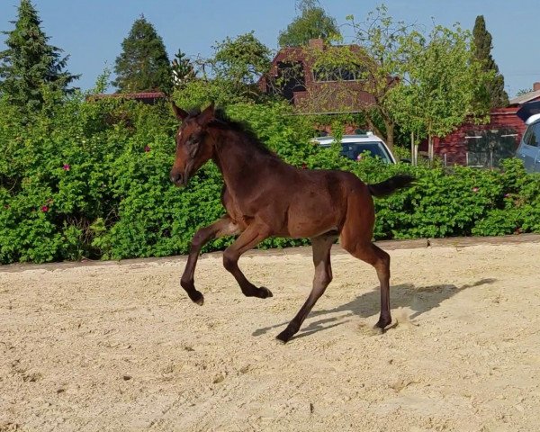 horse Dante's Rubin (Hanoverian, 2023, from Don Romance PS OLD)