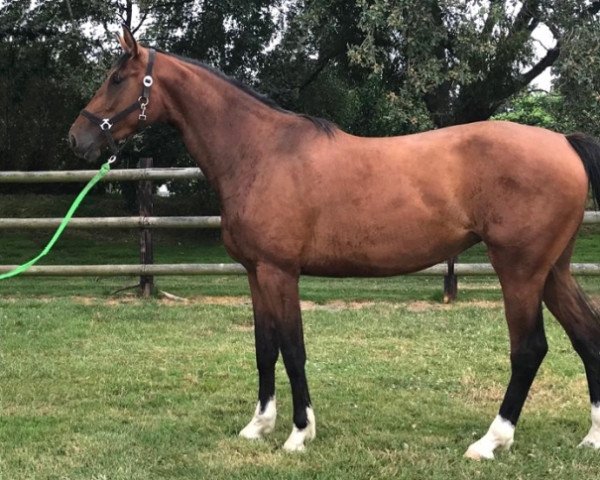 horse Gattaca de Malmain (Selle Français, 2016, from Con Air)