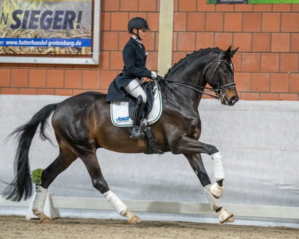 Deckhengst Isterberg V. (Hannoveraner, 2015, von Instertanz V 241 FIN)