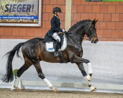 Deckhengst Isterberg V. (Hannoveraner, 2015, von Instertanz V 241 FIN)