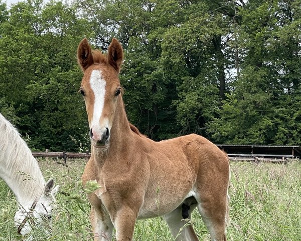 horse HF von Can Dance (German Riding Pony, 2023, from Can Dance 3)